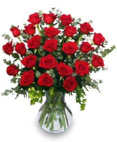 24 Radiant Roses