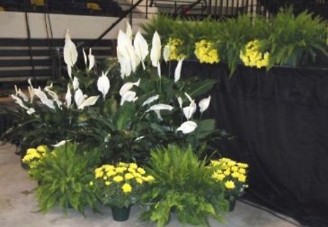 Plant Rentals