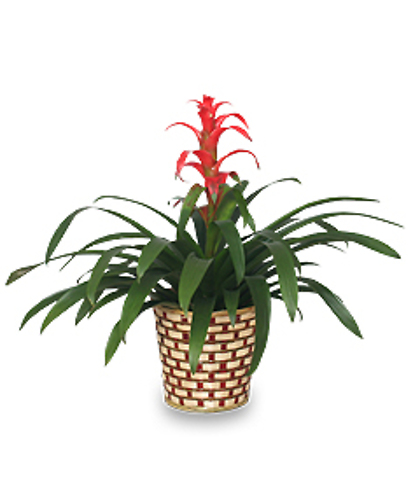 Tropical Bromeliad Plant