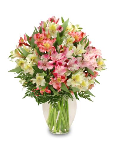 Alluring Alstroemeria