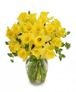 Dancing Daffodils In Season