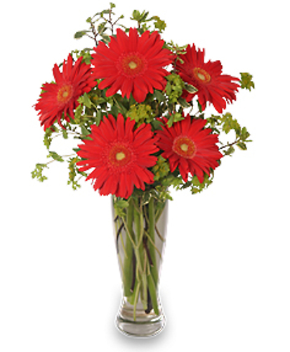Ritzy Red Gerberas