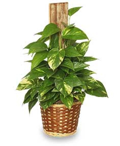 Golden Pothos Plant